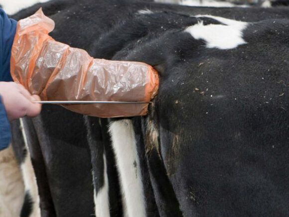 Buffalo IVF: Breaking Barriers in Tropical Livestock Production