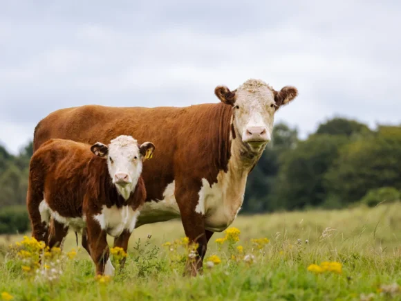 AI-Powered Embryo Selection System Launched for Cattle IVF Labs