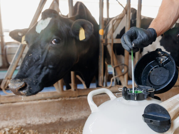 The Future of Farming: How IVF is Changing Cattle Breeding